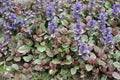 Ajuga reptans variegata