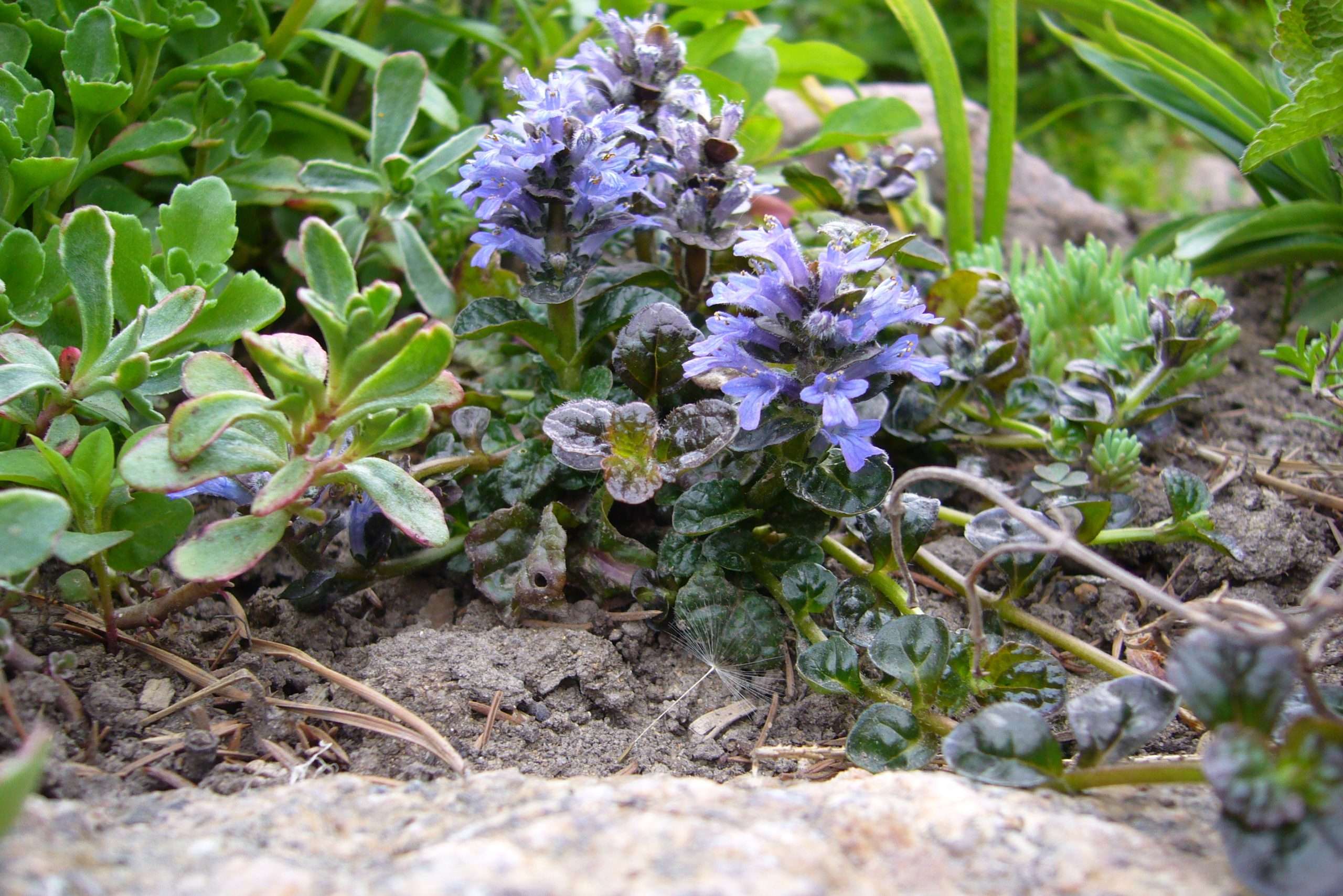 Ajuga pyramidalis 'Metallica Crispa'