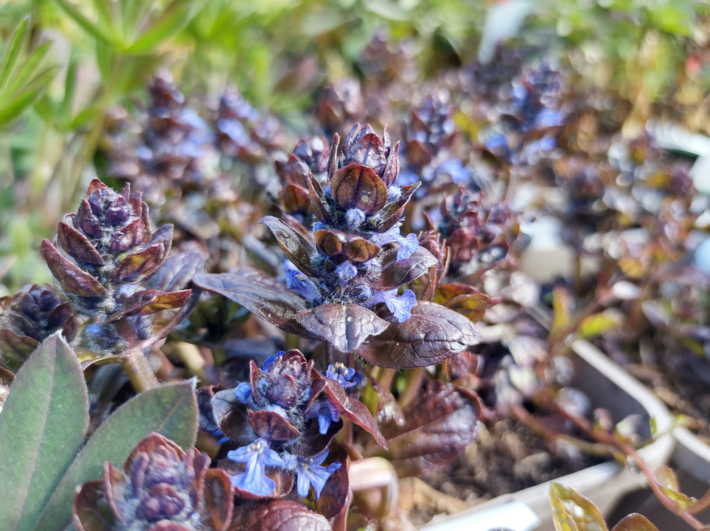Ajuga reptans 'Braunherz'