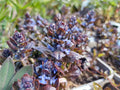 Ajuga reptans 'Braunherz'