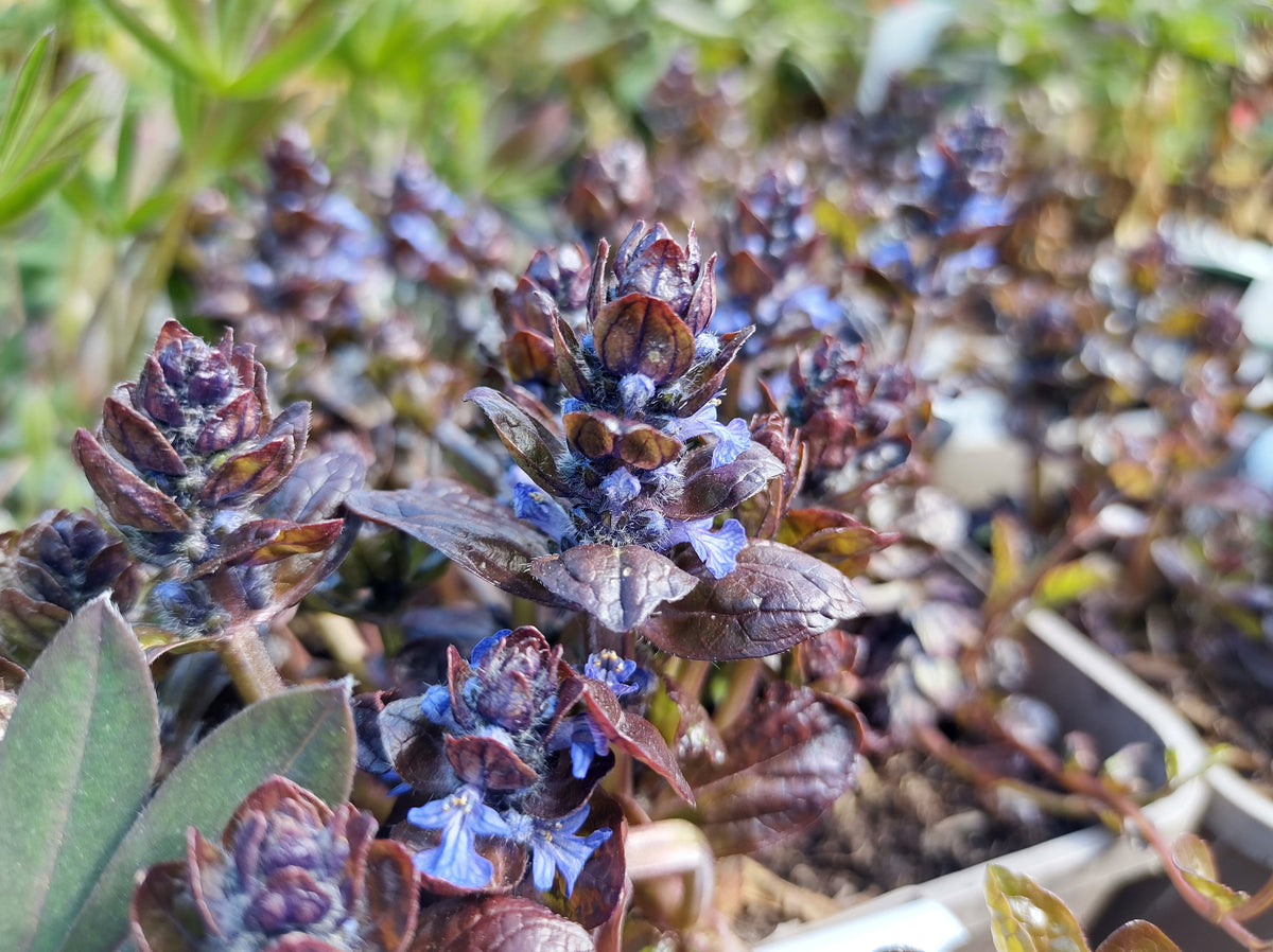 Ajuga reptans 'Braunherz'