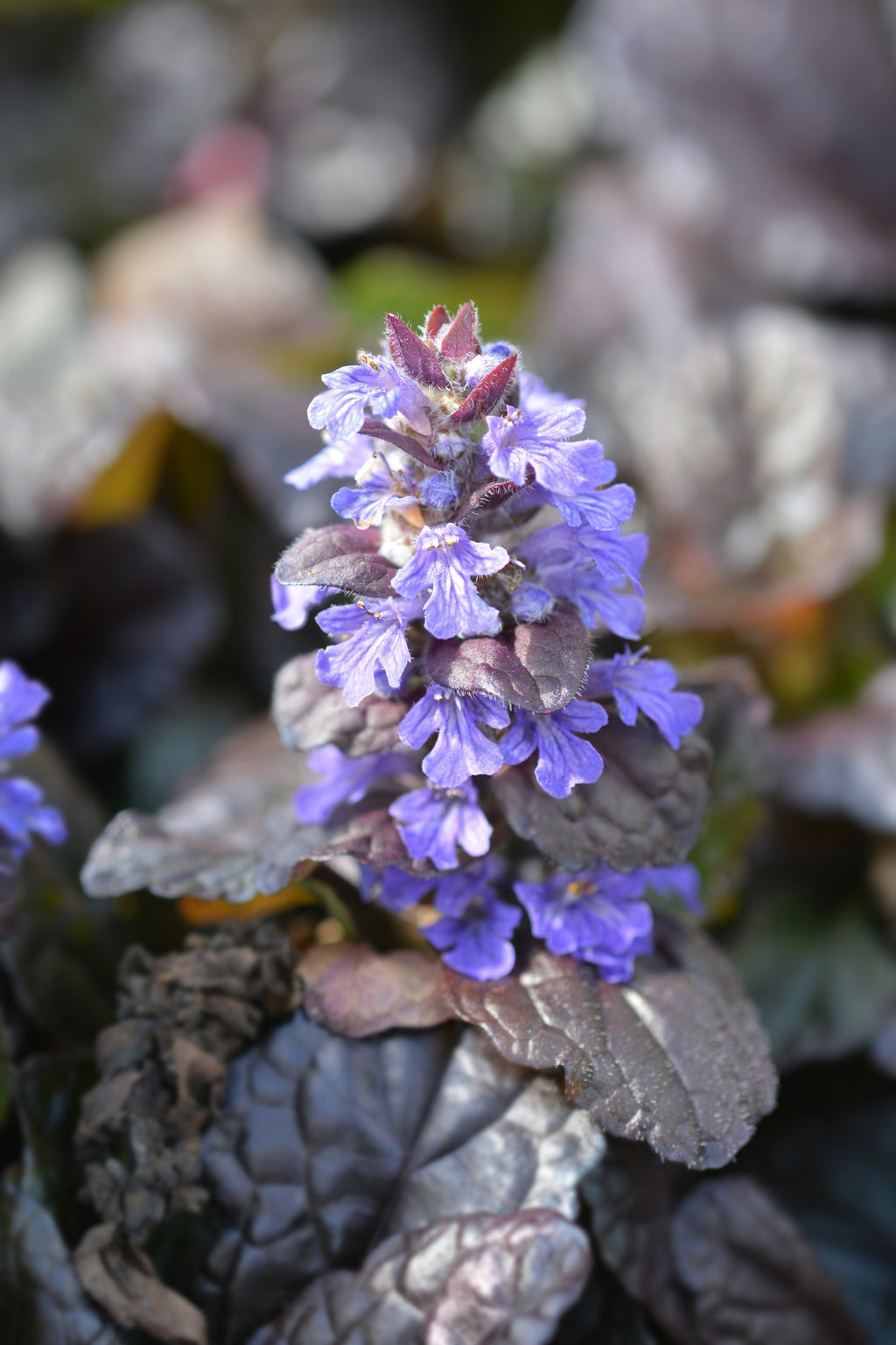 Ajuga reptans 'Braunherz'