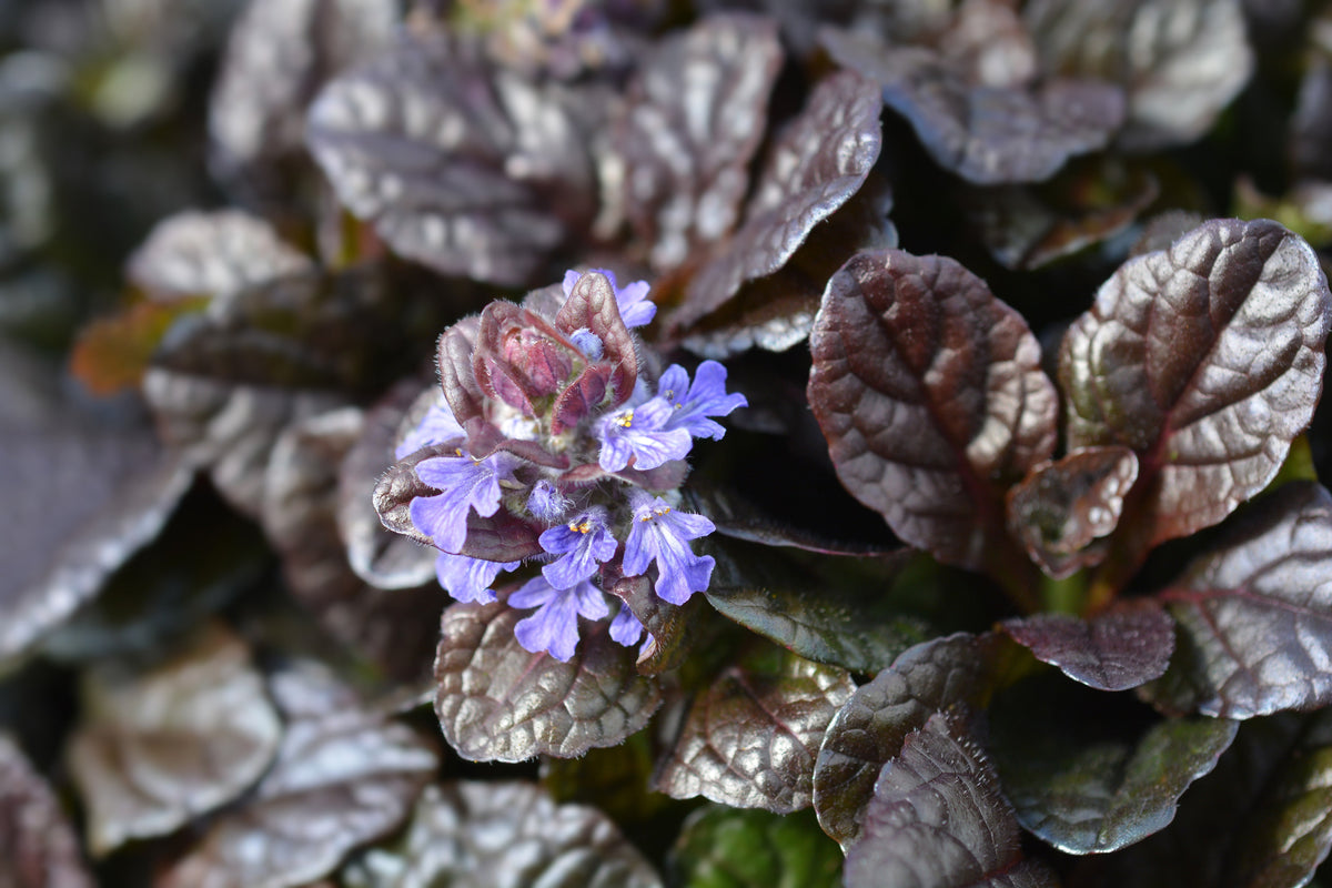 Ajuga reptans 'Braunherz'