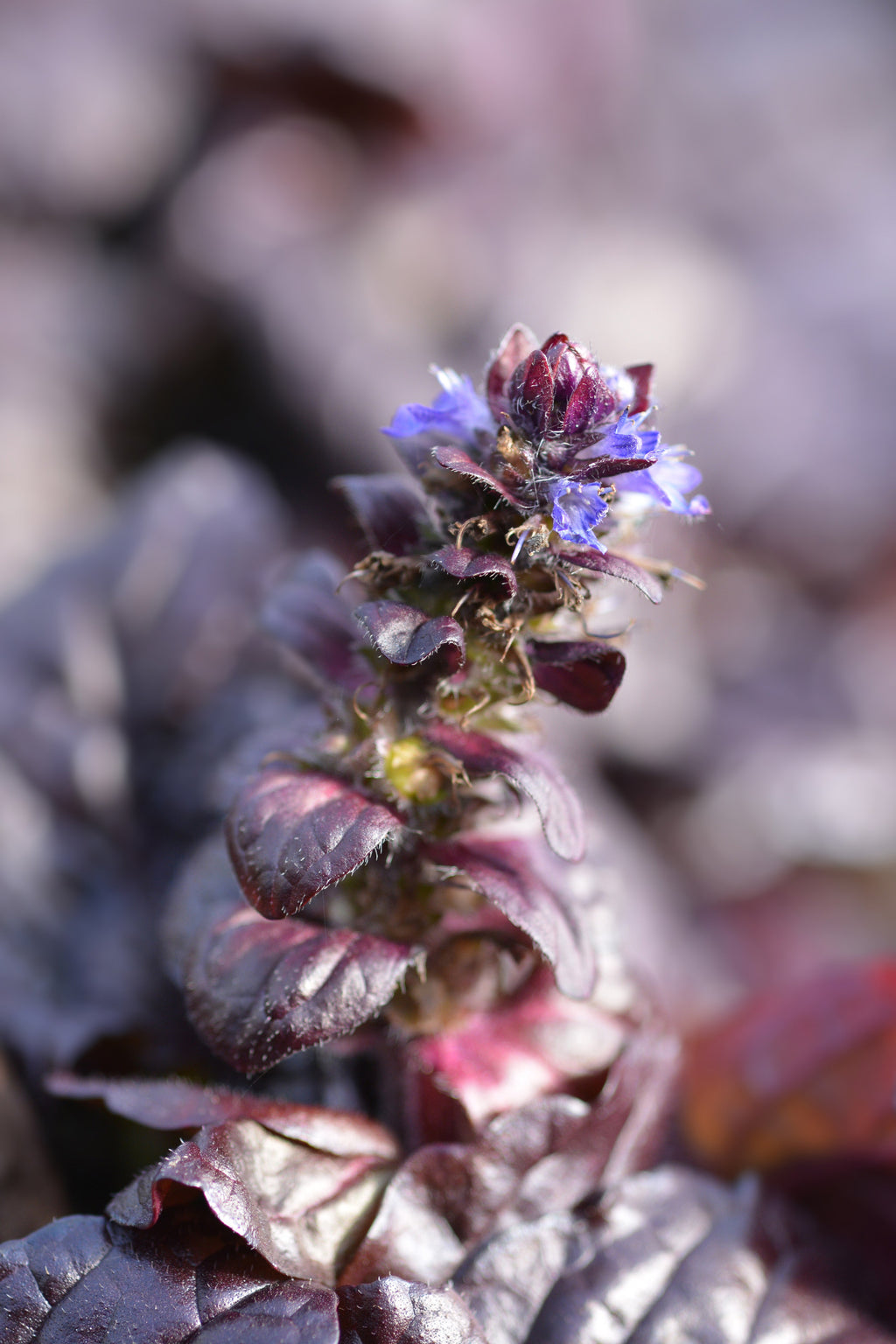Ajuga reptans 'Braunherz'