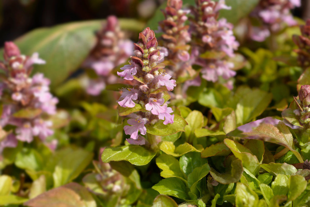 Ajuga reptans 'Rosea'
