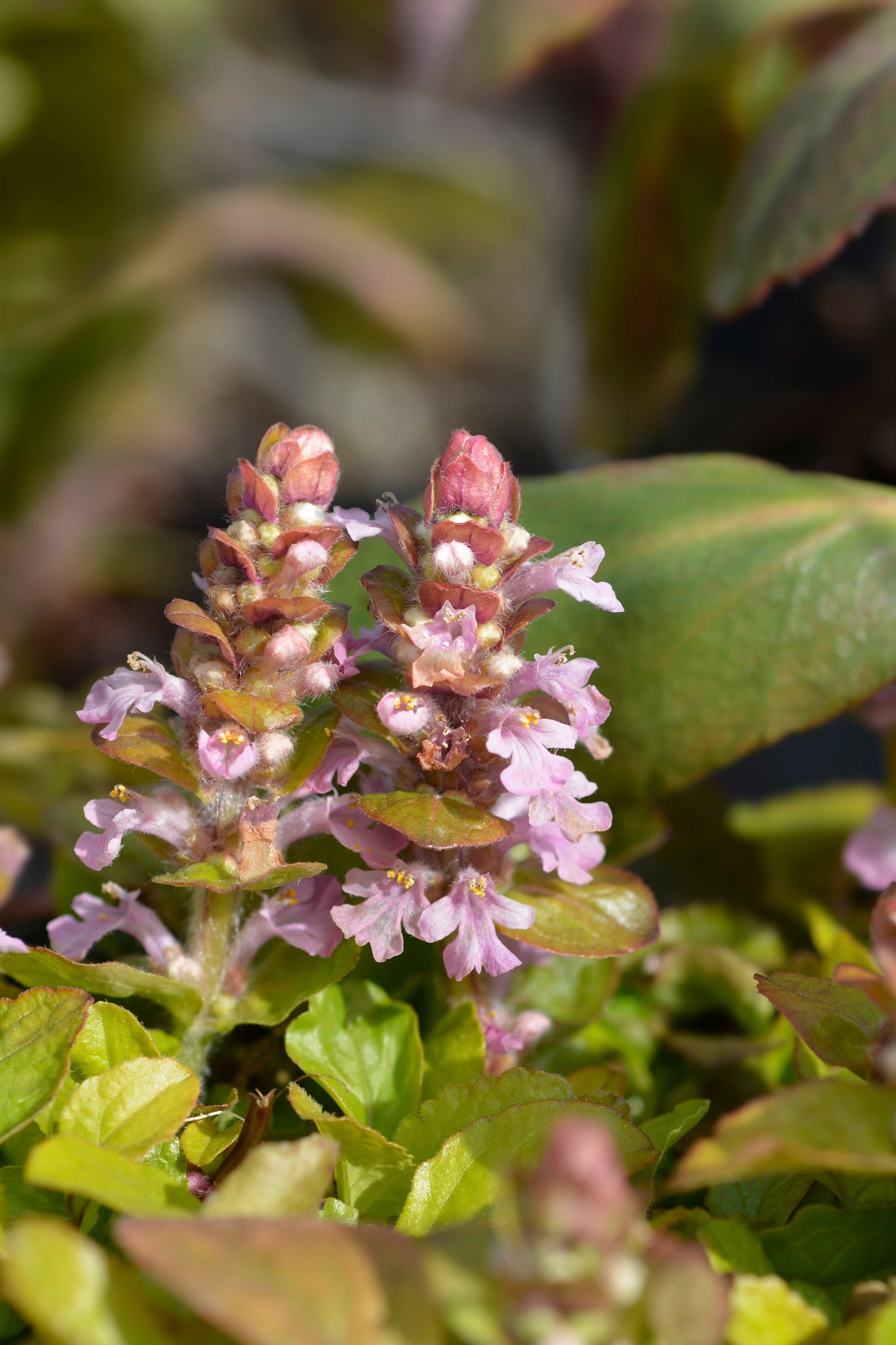 Ajuga reptans 'Rosea'