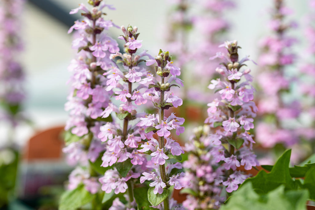 Ajuga reptans 'Rosea'
