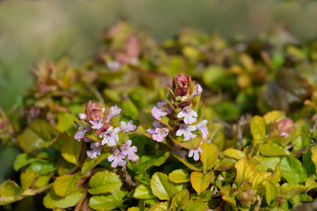 Ajuga reptans 'Rosea'