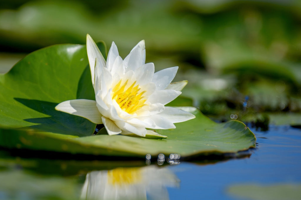Nymphaea 'Alba'