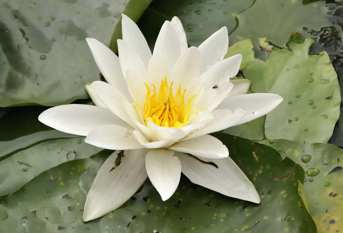Nymphaea 'Alba'