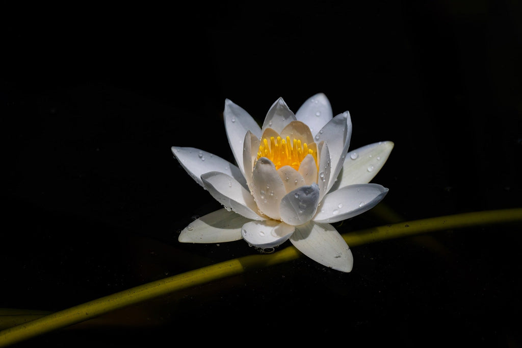 Nymphaea 'Alba'