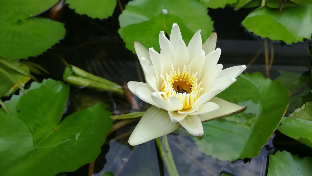 Nymphaea 'Albatross'