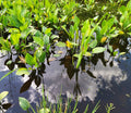 Alisma plantago-aquatica