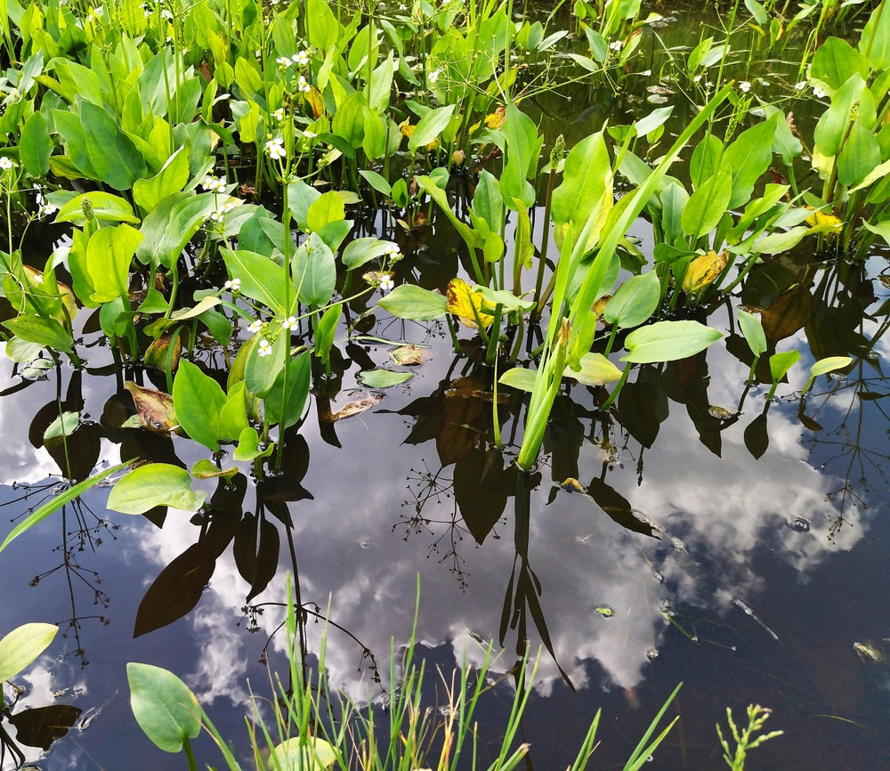 Alisma plantago-aquatica