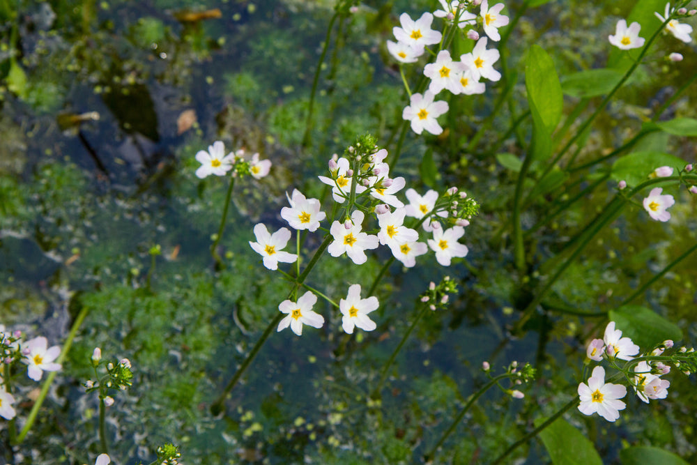 Alisma plantago-aquatica