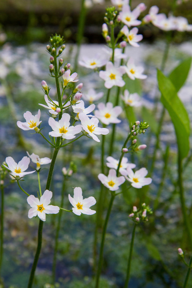 Alisma plantago-aquatica