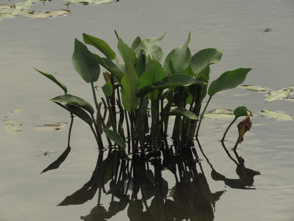 Alisma plantago-aquatica