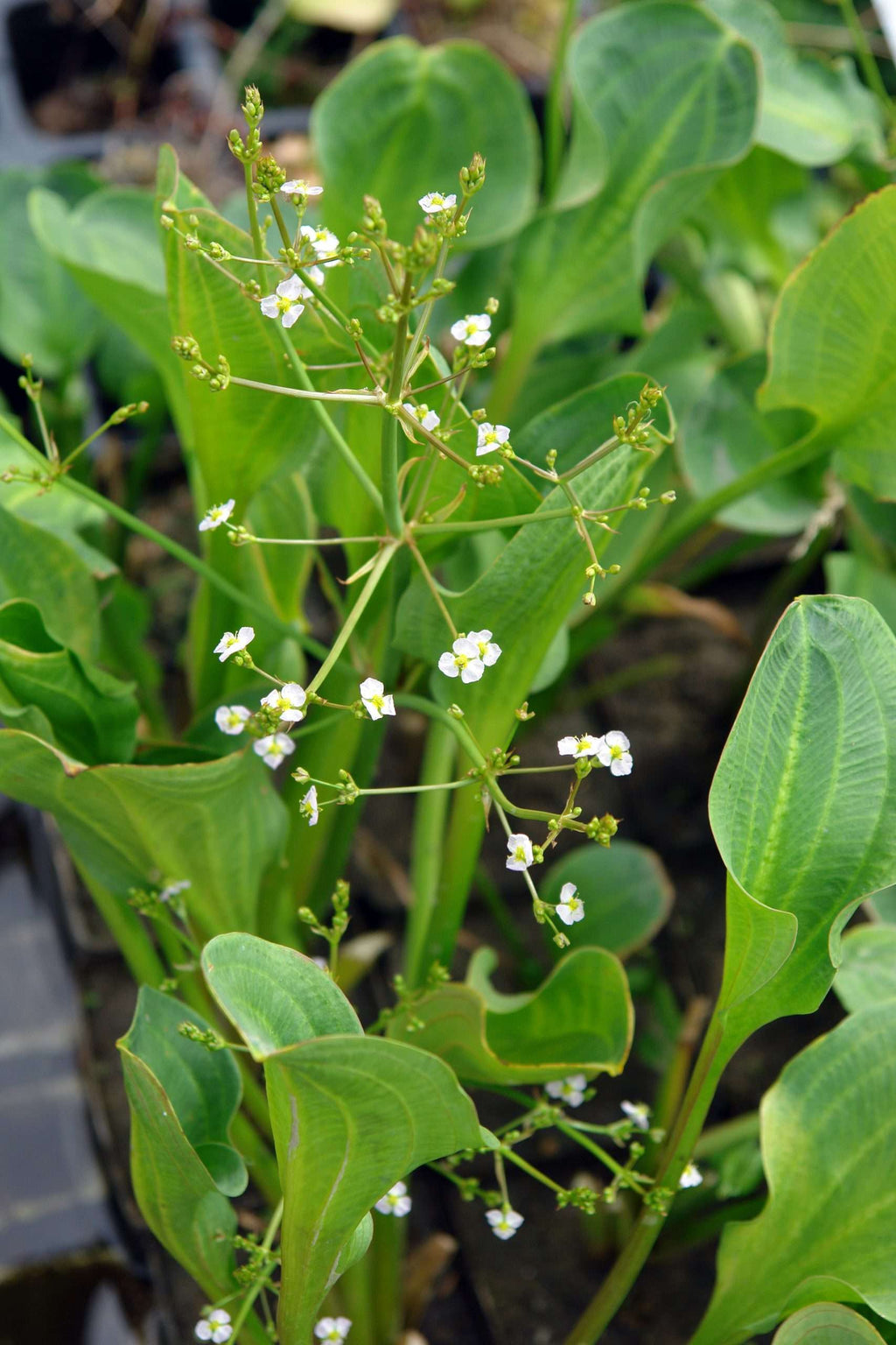 Alisma parviflorum