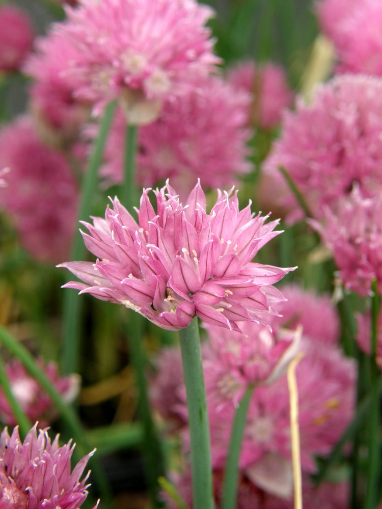 Allium schoenoprasum
