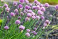 Allium schoenoprasum