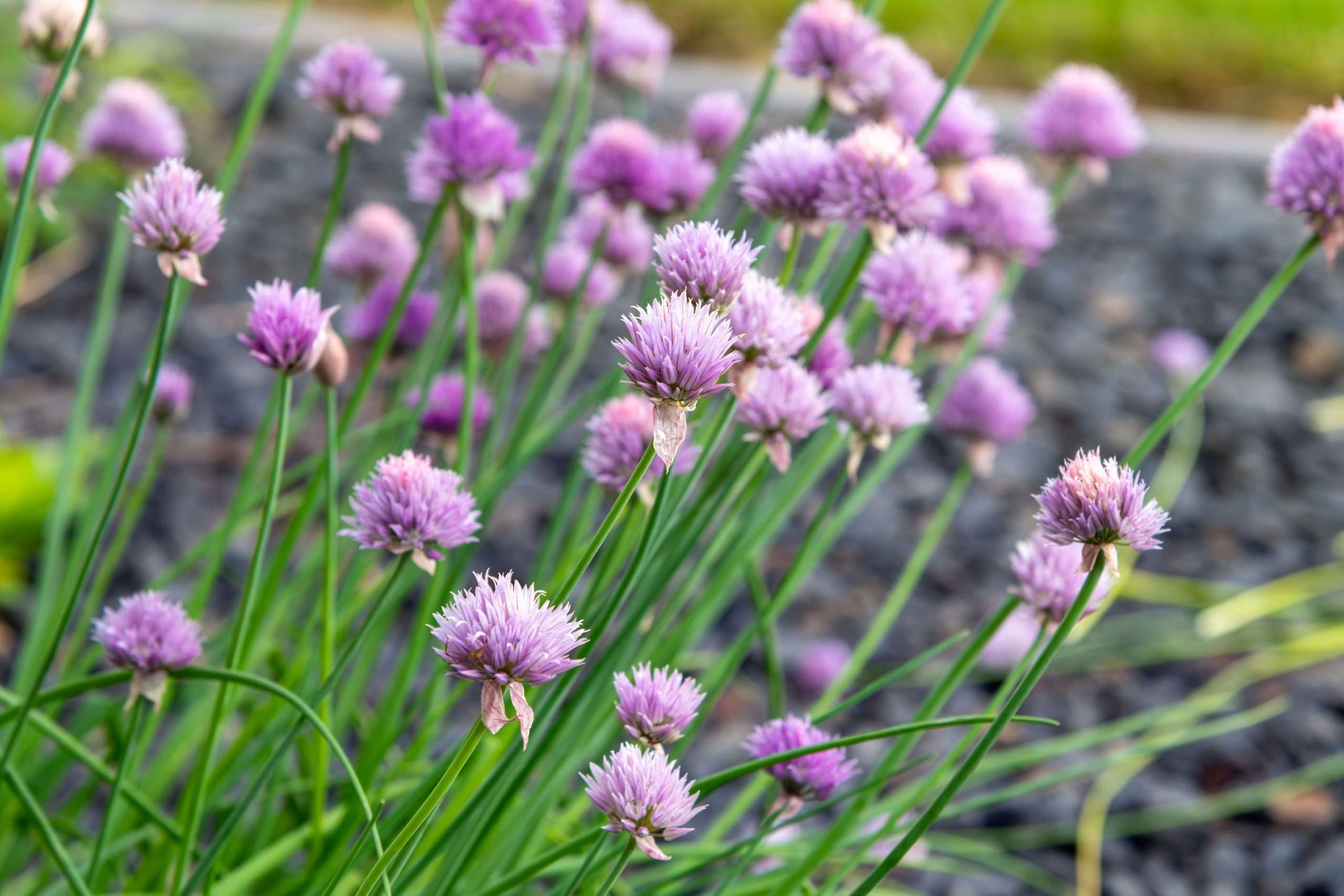 Allium schoenoprasum