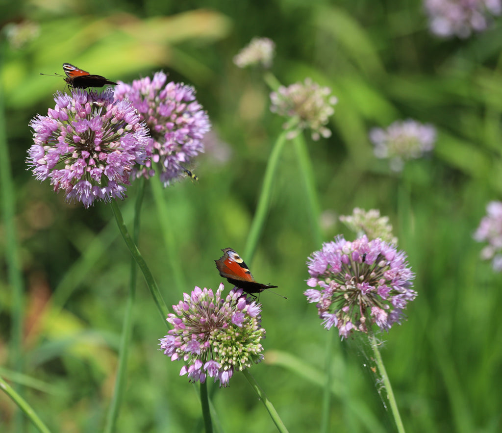 Allium angulosum