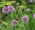Allium angulosum