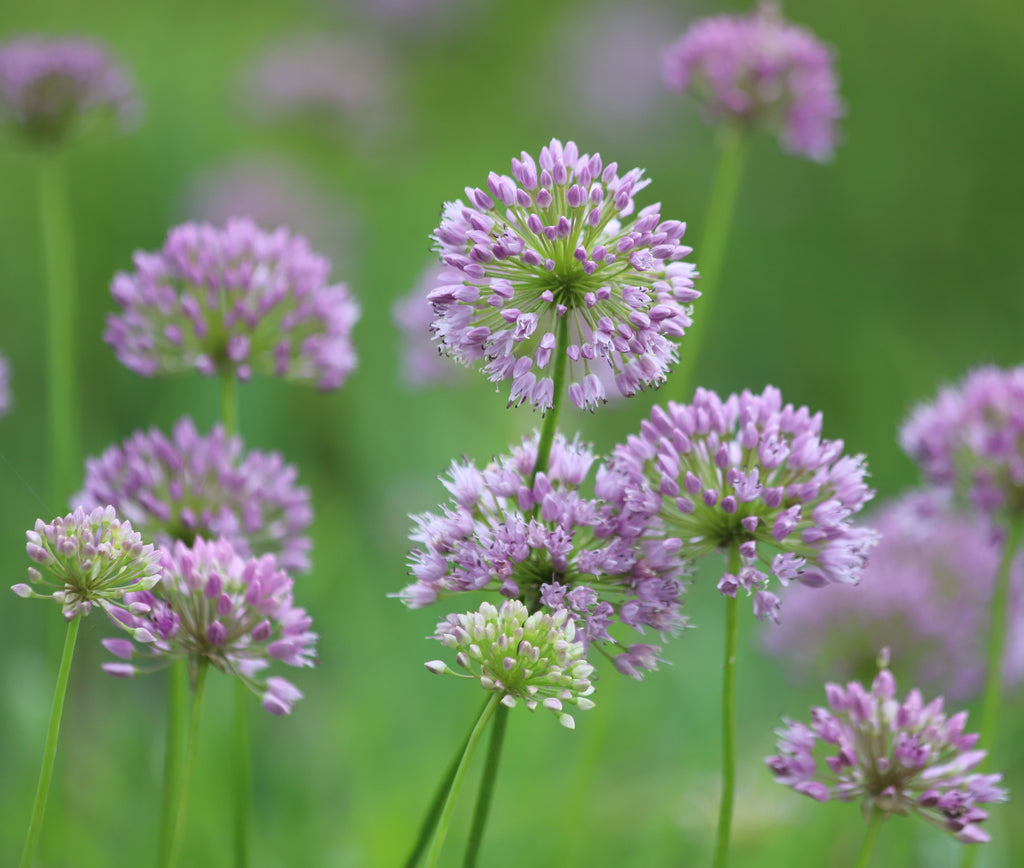 Allium angulosum