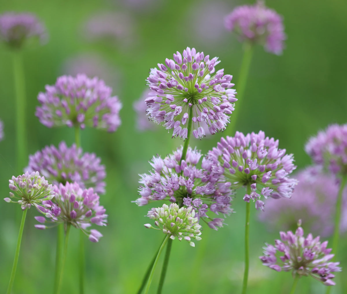Allium angulosum