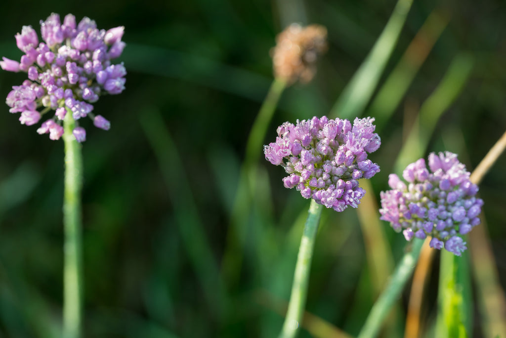 Allium angulosum