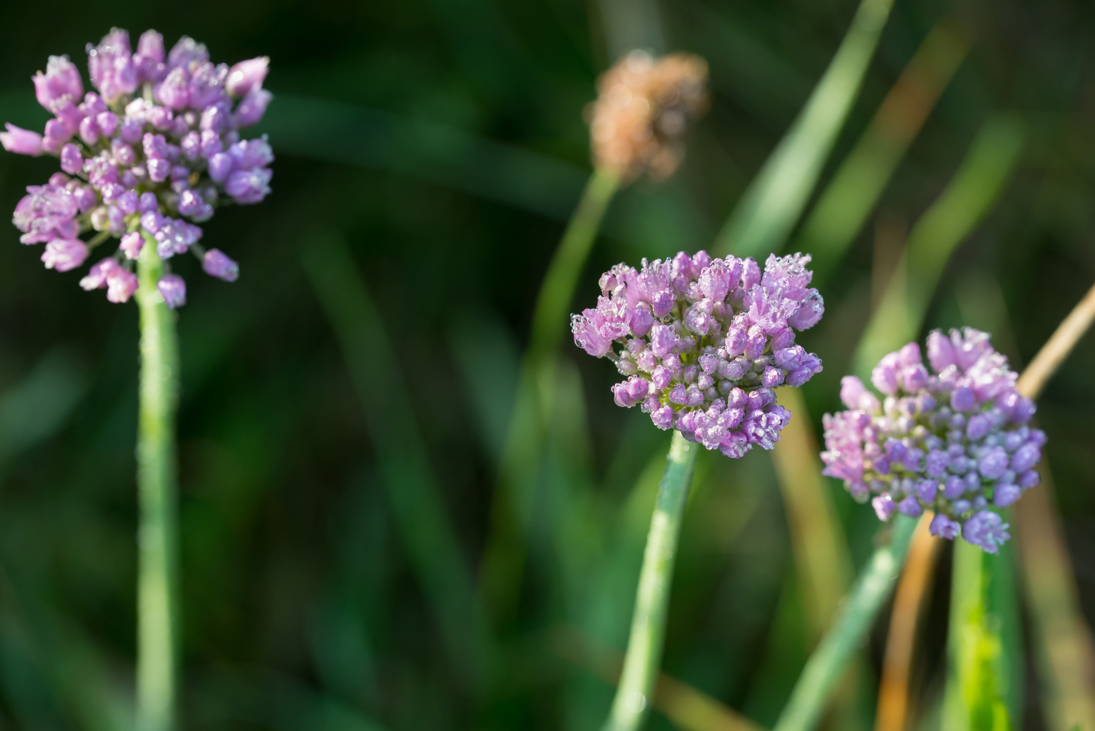 Allium angulosum