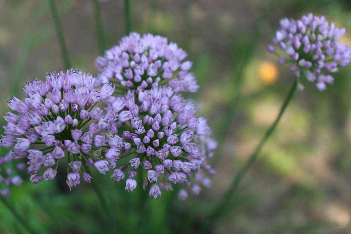 Allium angulosum