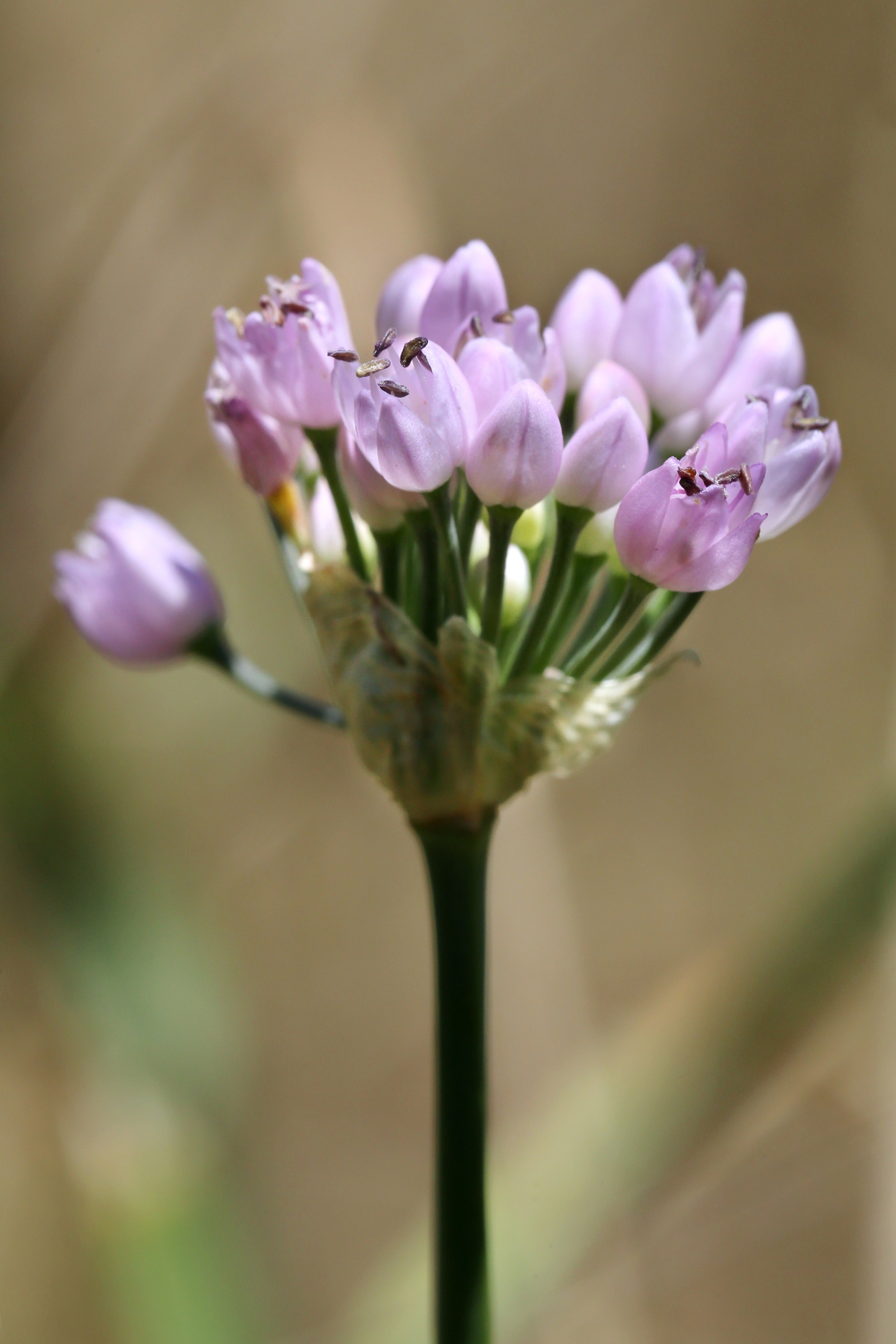 Allium angulosum