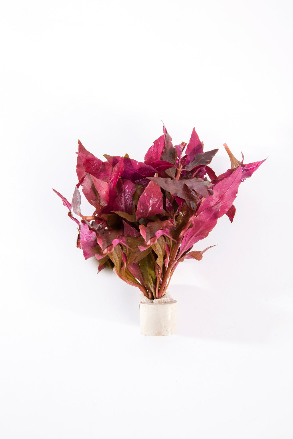 Alternanthera cardinalis