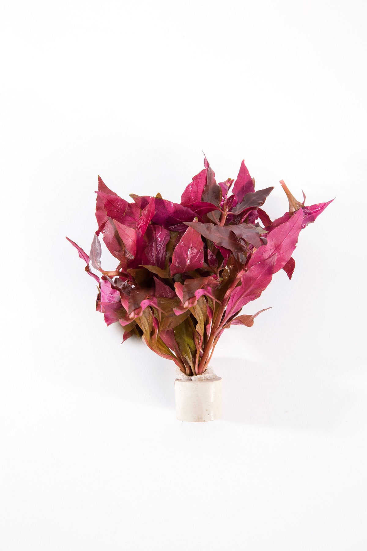 Alternanthera cardinalis