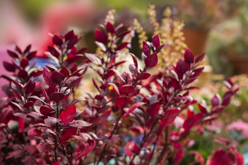 Alternanthera ficoidea bettzickiana 'Red'