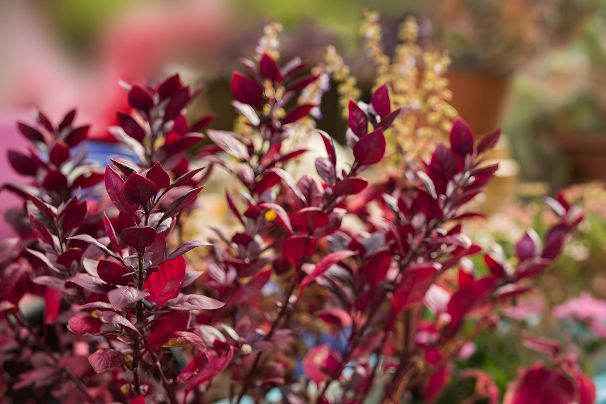 Alternanthera ficoidea bettzickiana 'Red'