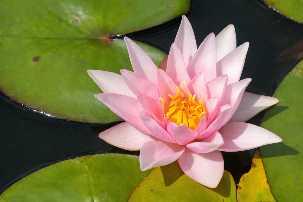 Nymphaea 'Amabilis'