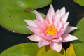 Nymphaea 'Amabilis'