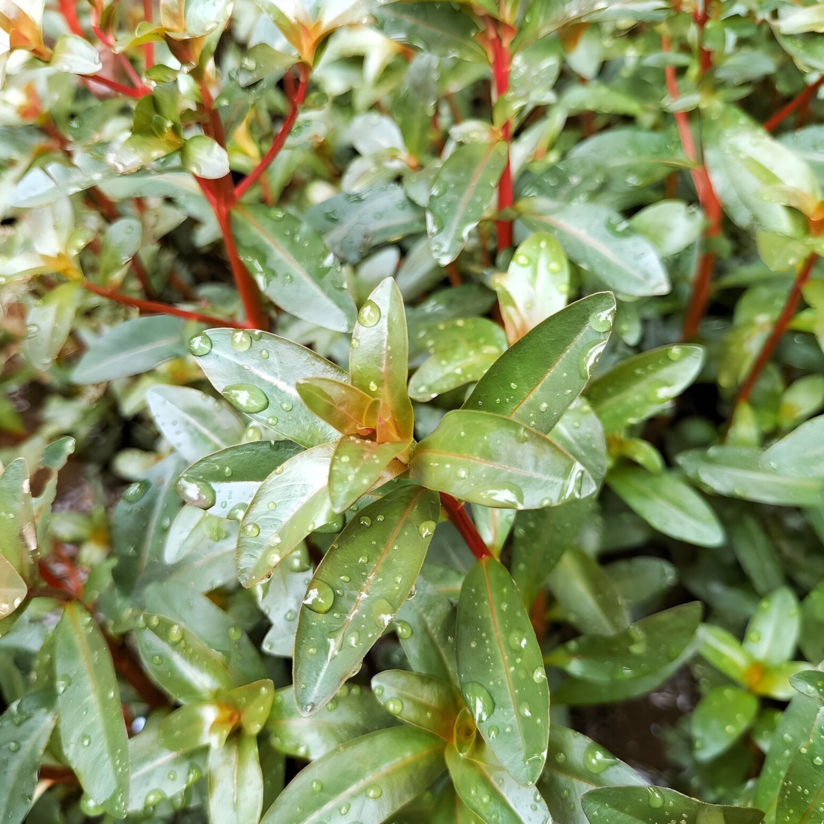 Ammannia Gracilis
