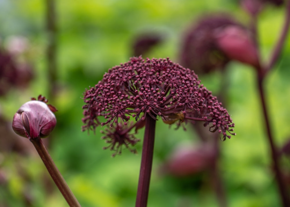 Angelica gigas