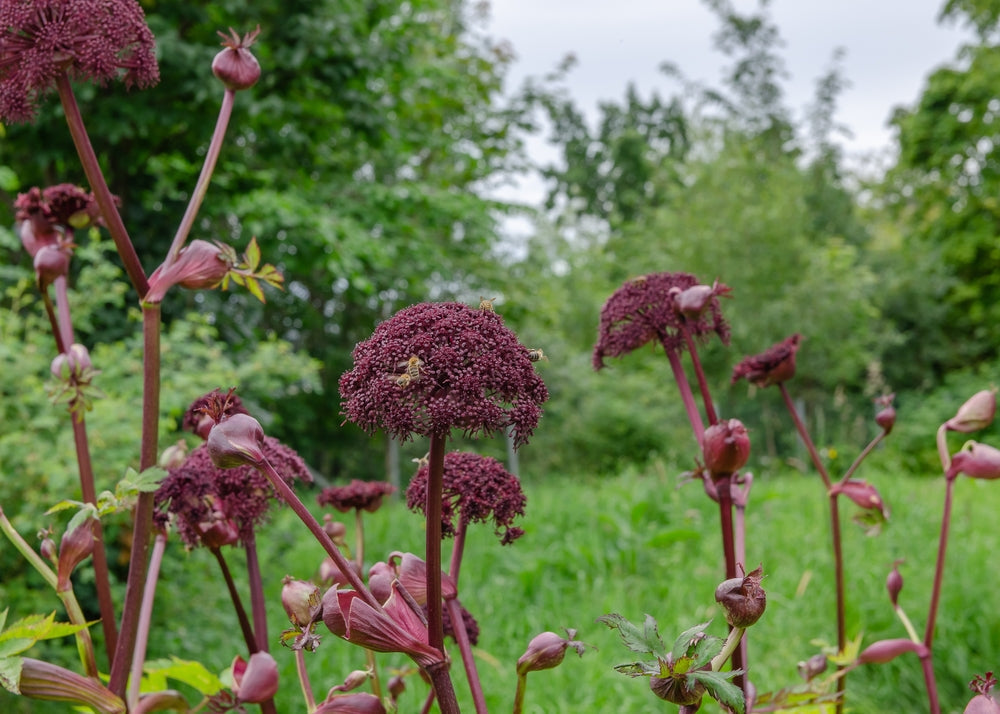 Angelica gigas