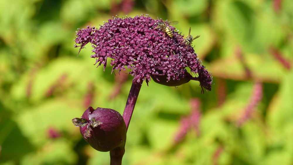 Angelica gigas