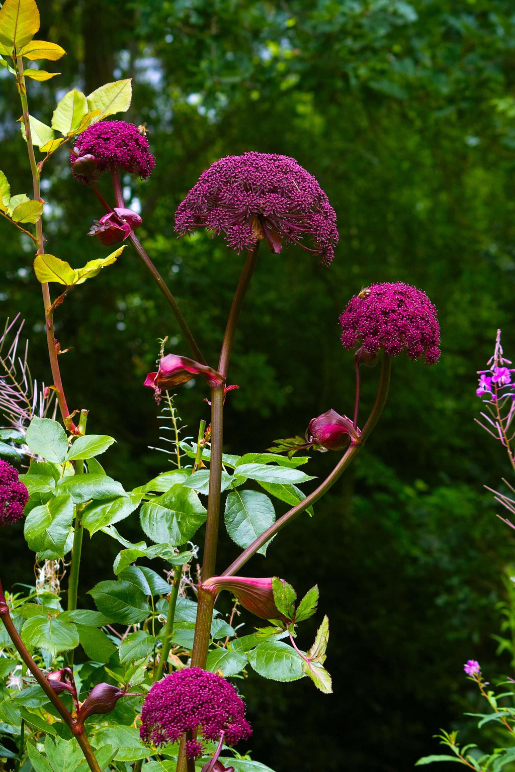 Angelica gigas