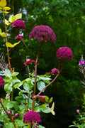 Angelica gigas
