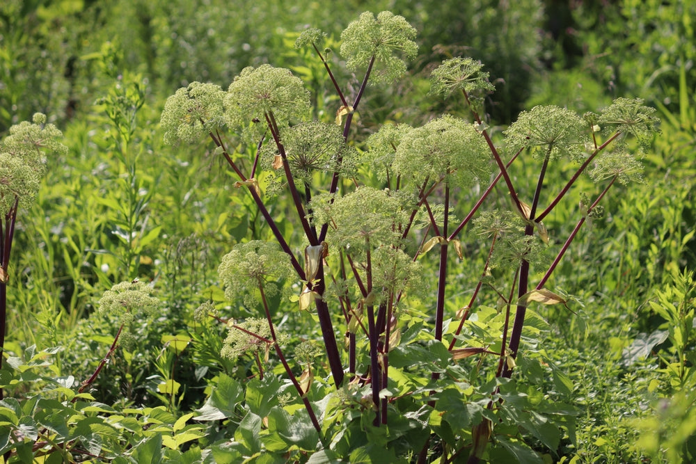 Angelica archangelica