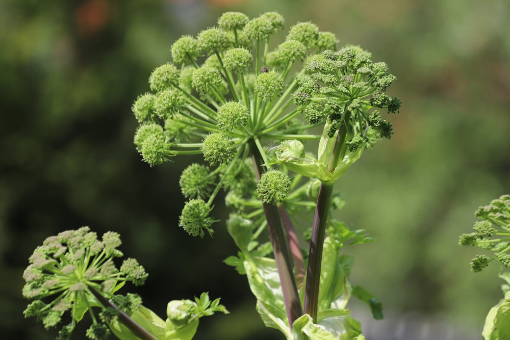 Angelica archangelica