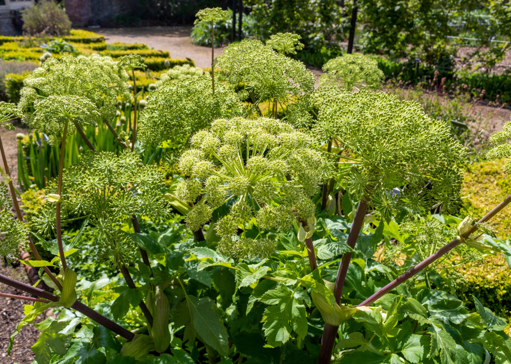 Angelica archangelica