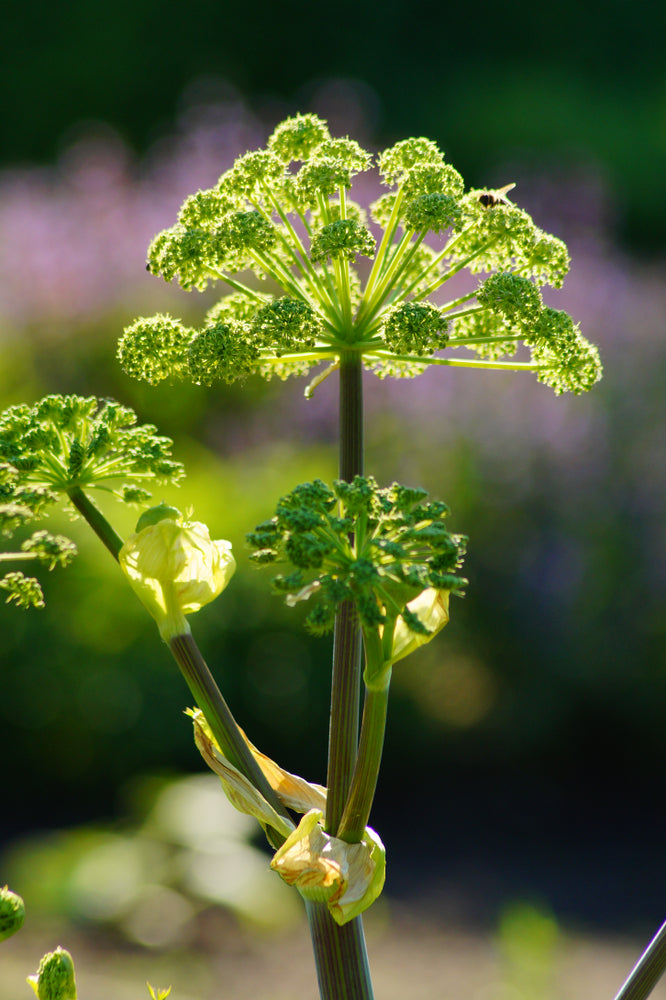 Angelica archangelica