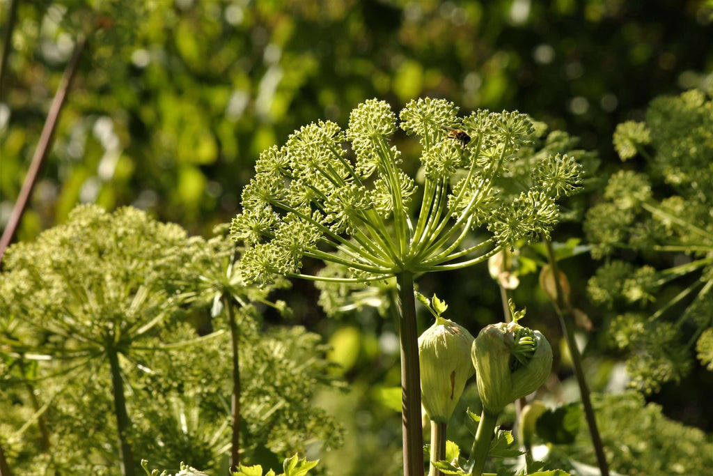 Angelica archangelica